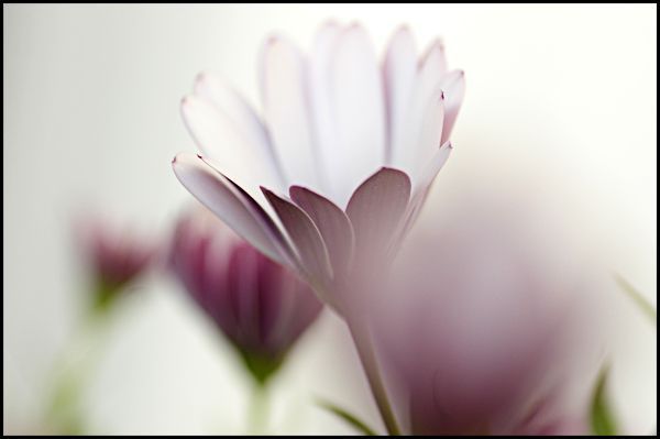 Lila blommor.
